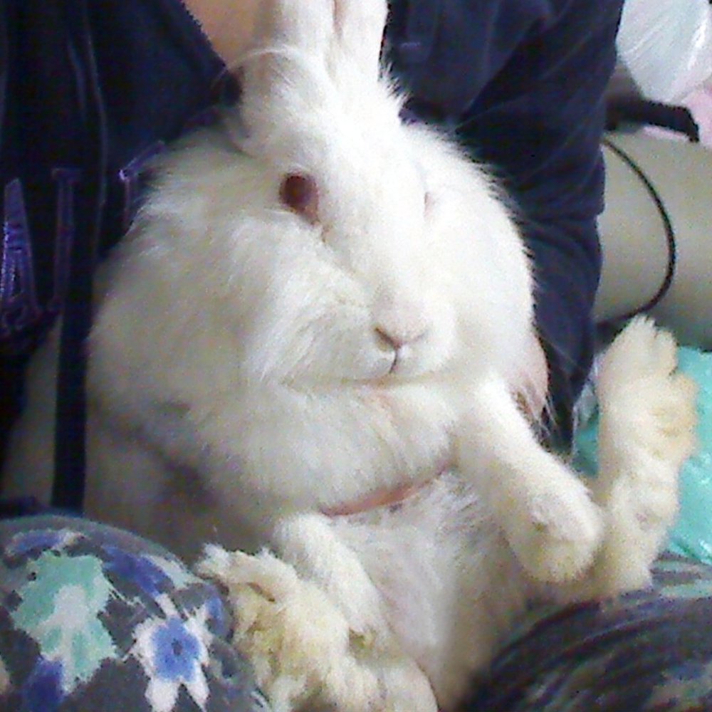 Meet your Posher, Yan